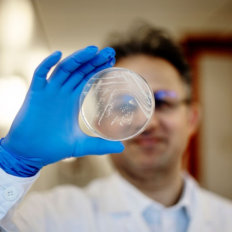 Dr. Lavasani examines a petri dish with probiotic bacteria– over 20 years of research.