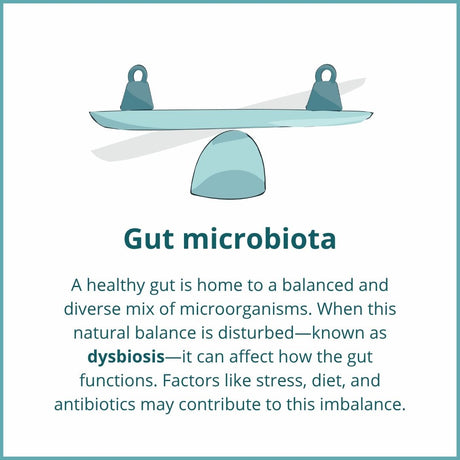 Gut microbiota balance is essential; dysbiosis may affect digestion and is linked to diet, stress, and antibiotics.