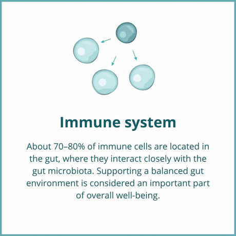 Most immune cells are found in the gut, where they interact with the microbiota and help maintain overall immune balance.