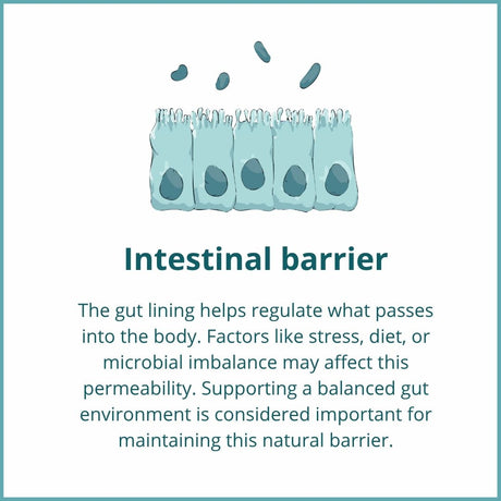 The gut lining helps regulate permeability. A balanced microbiota supports the function of this natural intestinal barrier.